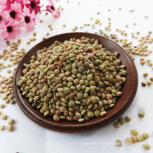 2021 new crop Chinese dry green lentils